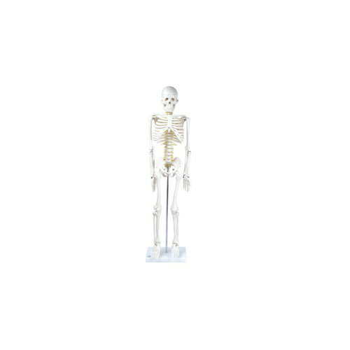 全身骨格模型 1/2サイズ IK21 本体82cm 約1.4kg