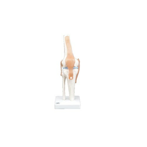 膝関節模型 実物大 IK61 W12×D12×H34cm 約0.76kg