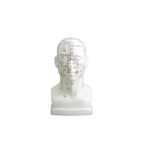 経穴模型Human Model 頭経穴模型 20cm 約240g 経穴模型Human Model 頭経穴模型 20cm 約240g