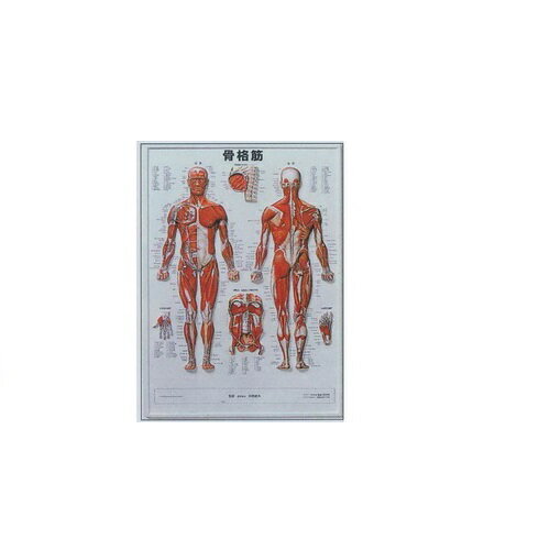 人体ポスター 3D人体チャート 骨格筋 縦74×横54cm 医道の日本社