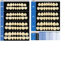 ウェアレスレジン臼歯 33L R6 8揃=1個 GC(4)