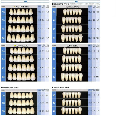 NO1元気爽快のサーパス前歯 上顎 O6 A3 6揃=1個 GC｜アングル3