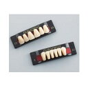 デュラデント 前歯 上顎 T4 B3 6揃=1個 GC(4)