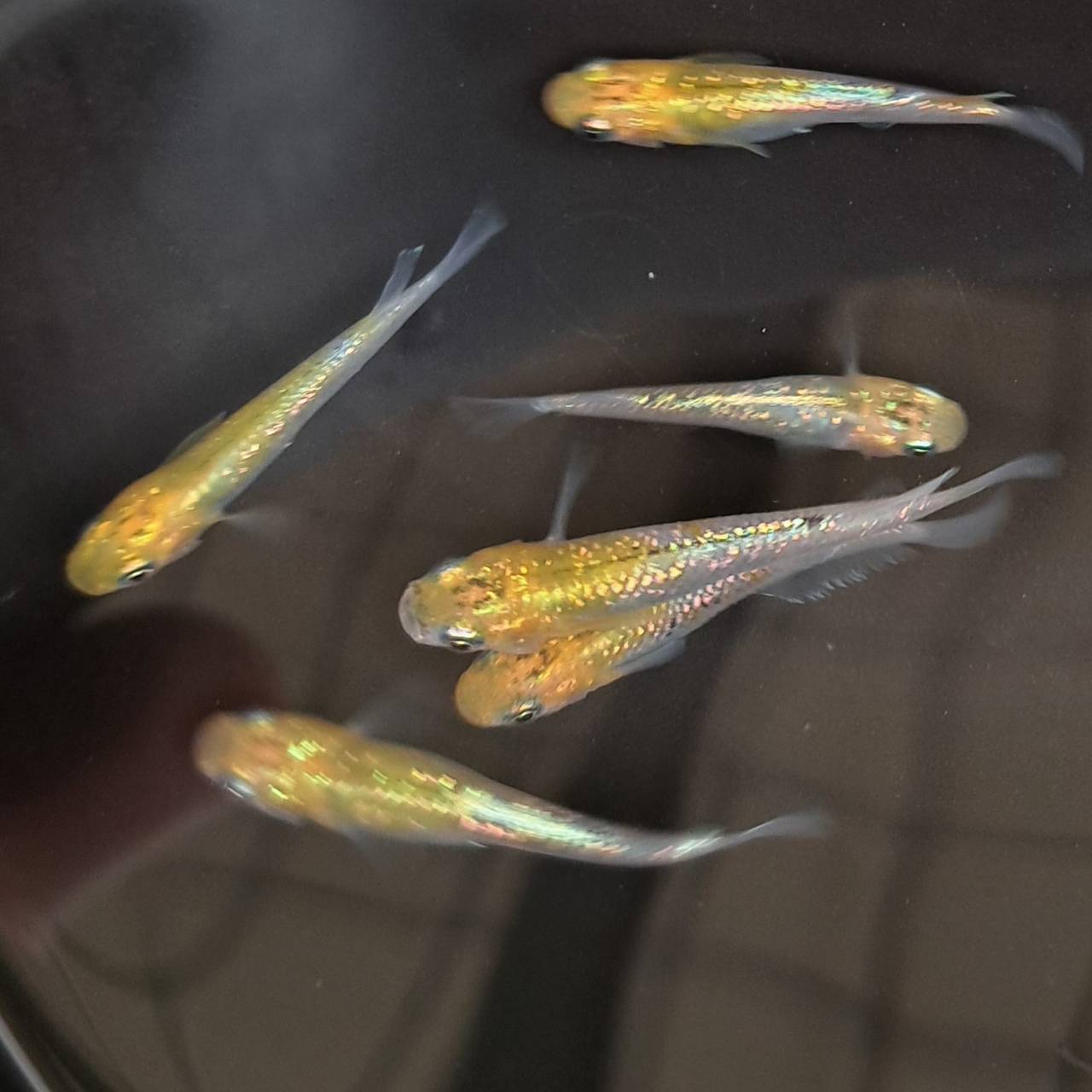 雷彗虎有精卵10個 ＋α メダカ めだか 卵 ラメ 黃ラメ 淡水魚 観賞魚 人気