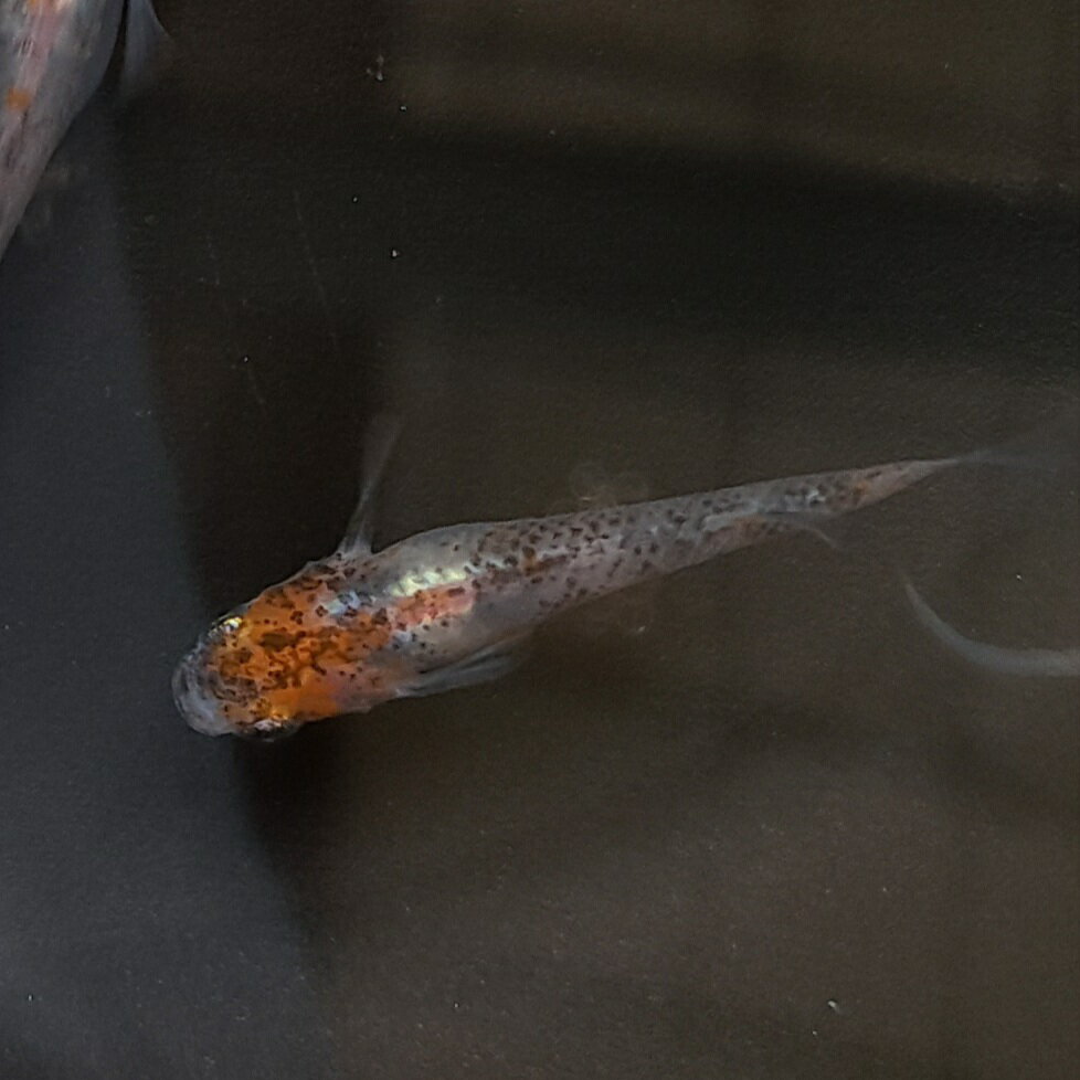 烏城三色 有精卵 10個 ＋α 送料無料 メダカ めだか 観賞魚 卵 淡水魚 人気 赤黒白