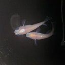 出目パンダ 有精卵 10個 +α 送料無料 メダカ めだか 観賞魚 淡水 大人気