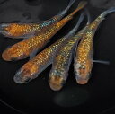 宮桜 有精卵 10個 +α 送料無料 めだか メダカ 観賞魚 淡水魚