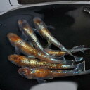 朱光菊 有精卵 30個 +α 増量中 送料無料 めだか メダカ 観賞魚 淡水魚 卵