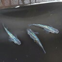 サファイア 有精卵 10個 +α 送料無料 めだか メダカ 観賞魚 淡水魚 大人気
