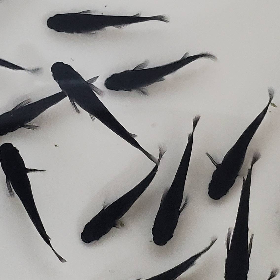 オロチ 成魚 100匹 送料無料 めだか メダカアクアリウム ビオトープ 水槽 水草 めだか掬い お祭り