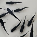 オロチ 成魚 50匹 送料無料 めだか メダカアクアリウム ビオトープ 水槽 水草 めだか掬い お祭り