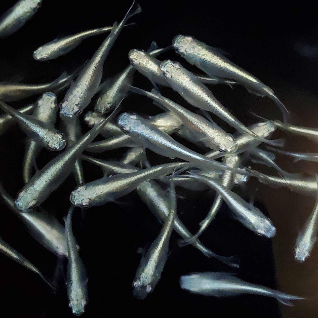 幹之フルボディ 成魚 送料無料 めだか メダカ メダカ掬い 産卵サイズ S～Lsize ミックスメダカ 無選別 業務用