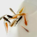 ♪めだかミックス 稚魚 ♪ 【10匹~30匹】 送料無料 めだか メダカ 楊貴妃 幹之 オロチ 観賞魚 アクアリウム