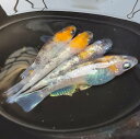 三色体外光 有精卵 30個 +α 増量中 送料無料 めだか メダカ 人気品種 今が旬 お得 プレゼント 贈り物