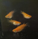 初恋 有精卵 30個 +α 増量中 送料無料 めだか メダカ 観賞魚 アクアリウム 淡水魚 贈答 プレゼント