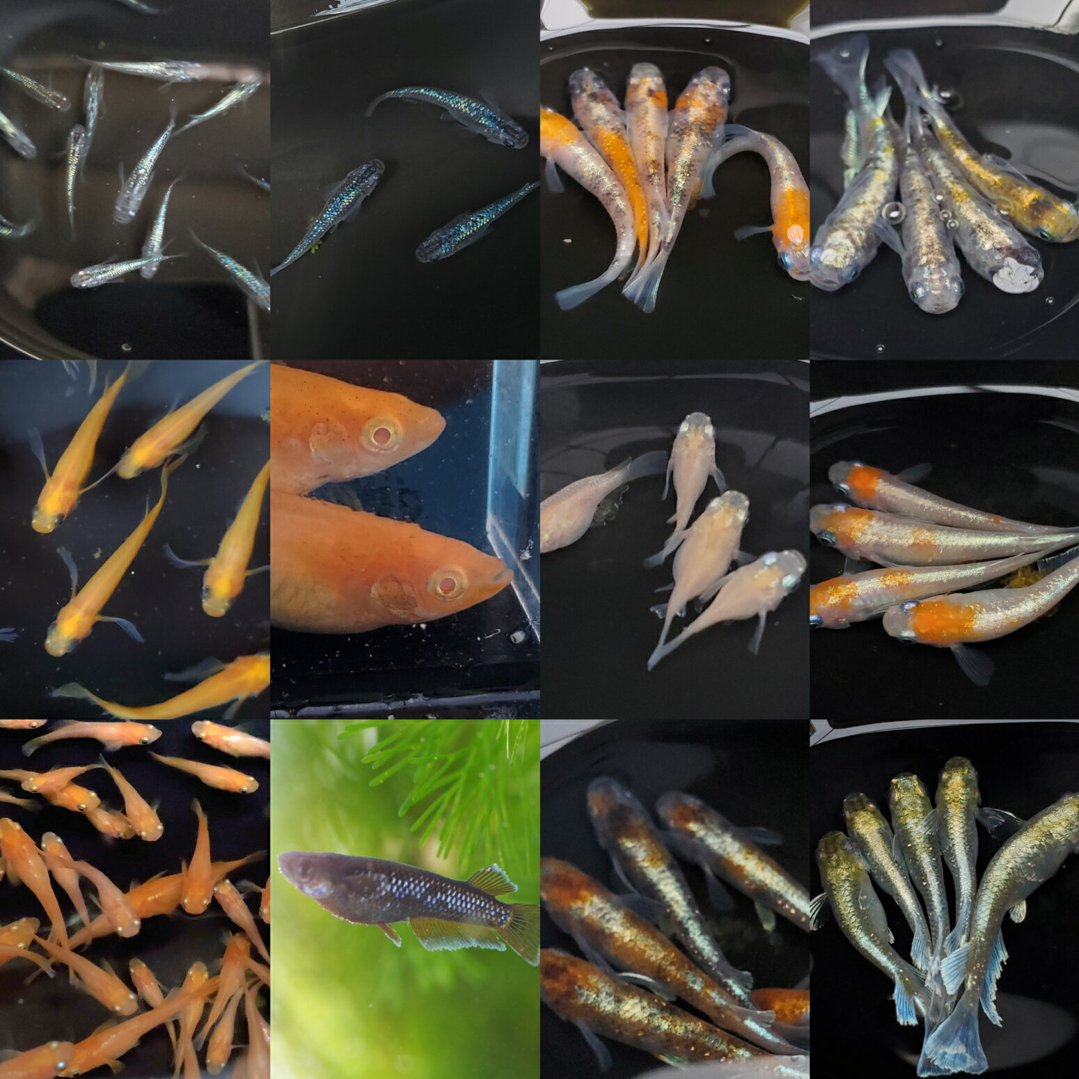 おみくじ有精卵10個 ＋α 送料無料 メダカの卵 めだか 観賞魚 お楽しみ ランダム 高級 人気