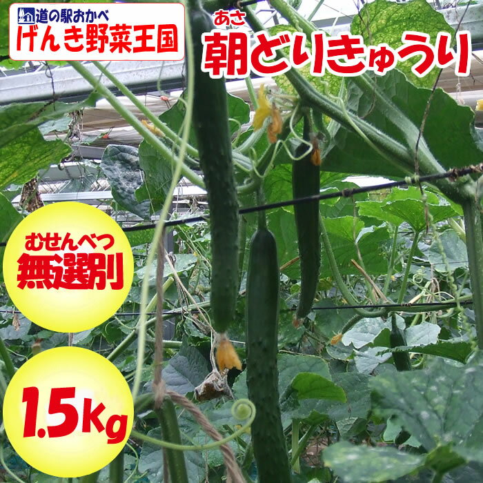朝どりきゅうり 訳あり 無選別 1.5kg 深谷産【送料別 クール宅急便】