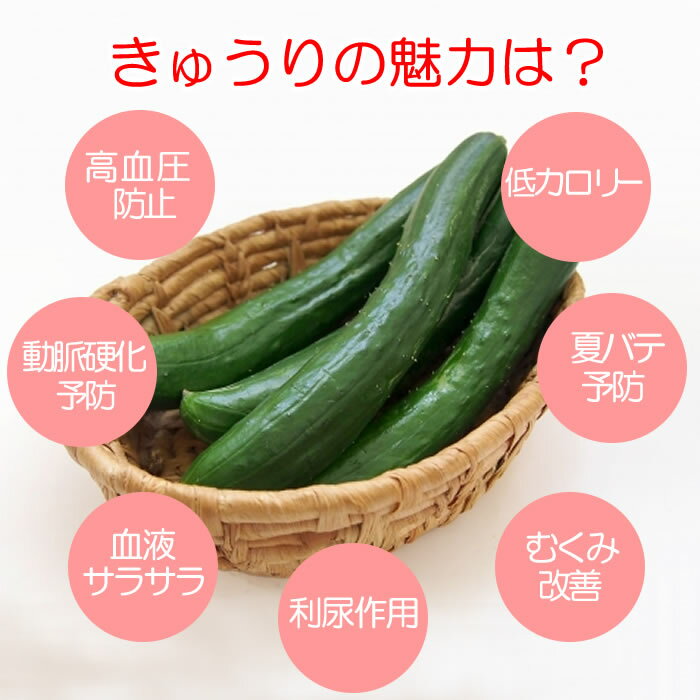 朝どりきゅうり 訳あり 無選別 1.5kg 深谷産【送料別 クール宅急便】