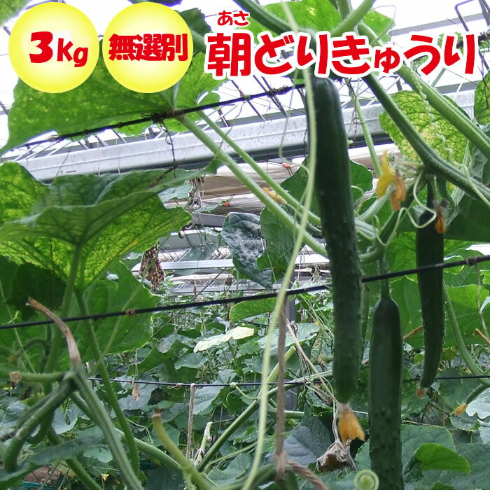 胡瓜〈キュウリ〉1本、100g前後