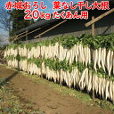赤城おろし 葉なし干し大根 20Kg たくあん用大根・ぬか無し【送料別 同梱不可】