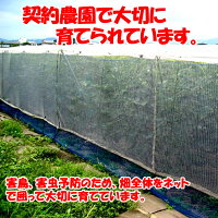 ネットで守っています。