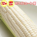 【発送は6月開始予定】【夏ギフト】ホワイトコーン便 1箱12本入り【産地直送 幻の白とうもろこし 6月中旬〜7月上旬 クール宅急便 期日指定不可 送料込】【同梱...