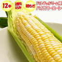 【発送は6月開始予定】【夏ギフト】ドルチェドリーム便 バイカラーコーン 12本入り【産地直送 6月下旬〜7月中旬 クール宅急便 とうもろこし 送料込】【同梱不可...