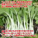 秩父産しゃくし菜なめ茸 370g 清水家（埼玉県秩父市）【送料別】【BS】 2