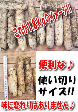 【送料無料】【ねっとり大和芋】【訳あり】大和芋1,8kg