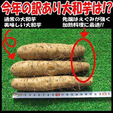 【送料無料】【ねっとり大和芋】【訳あり】大和芋1,8kg