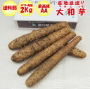 大和芋 2Kg AA品：最高級 化粧箱入り【送料別】