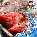 【天然魚100%】朝獲れ旬の鮮魚セット|刺身OK・煮魚・焼き魚にも◎|無料下処理付き お取り寄せグルメ【冷蔵便】