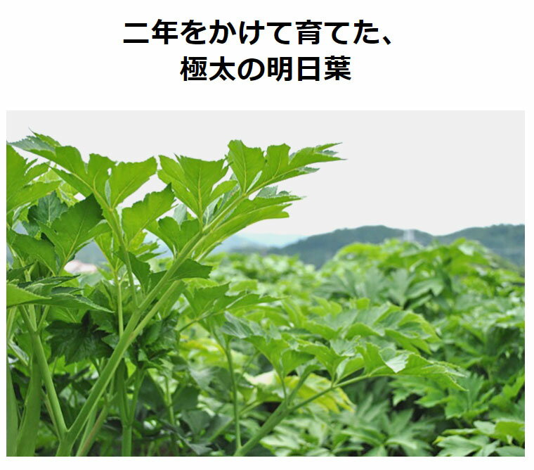 青汁 国産(滋賀産) 有機 明日葉 無農薬 無添加 オーガニック メール対応可 健康食品の原料屋