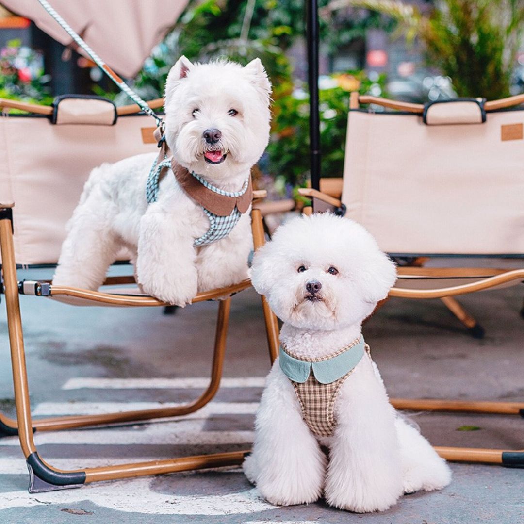 Rakuten - 【1000円クーポン】ハーネス 犬 小型犬 犬用ハーネス 中型犬 おしゃれ チェック 襟付き かわいい 胴輪 リード対応 軽量 やわらか チワワ トイプードル ビションフリーゼ シーズー 散歩 お出かけ お散歩 春 夏 秋 冬