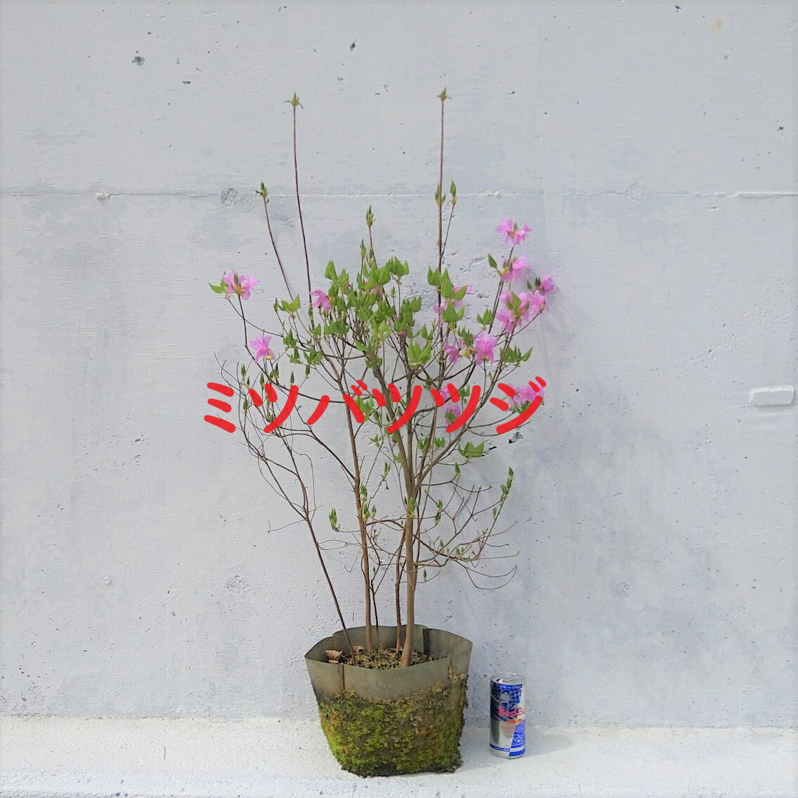ミツバツツジ　三葉躑躅　鉢底より高さ80〜100cm　　苗　ツツジ　安心のポット品 春に咲く紫のお花