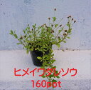 ヒメイワダレソウ 160本セット リピア 除草対策に かわいい金平糖のようなお花 苗 草抑え グランドカバー 開花性抜群(4)