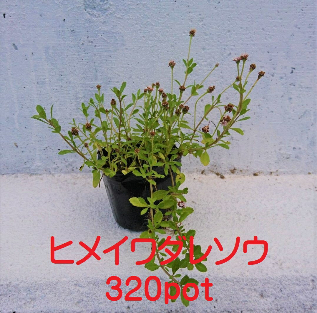 ヒメイワダレソウ 320本セット リピア 除草対策に かわいい金平糖のようなお花 苗 草抑え グランドカバー 開花性抜群