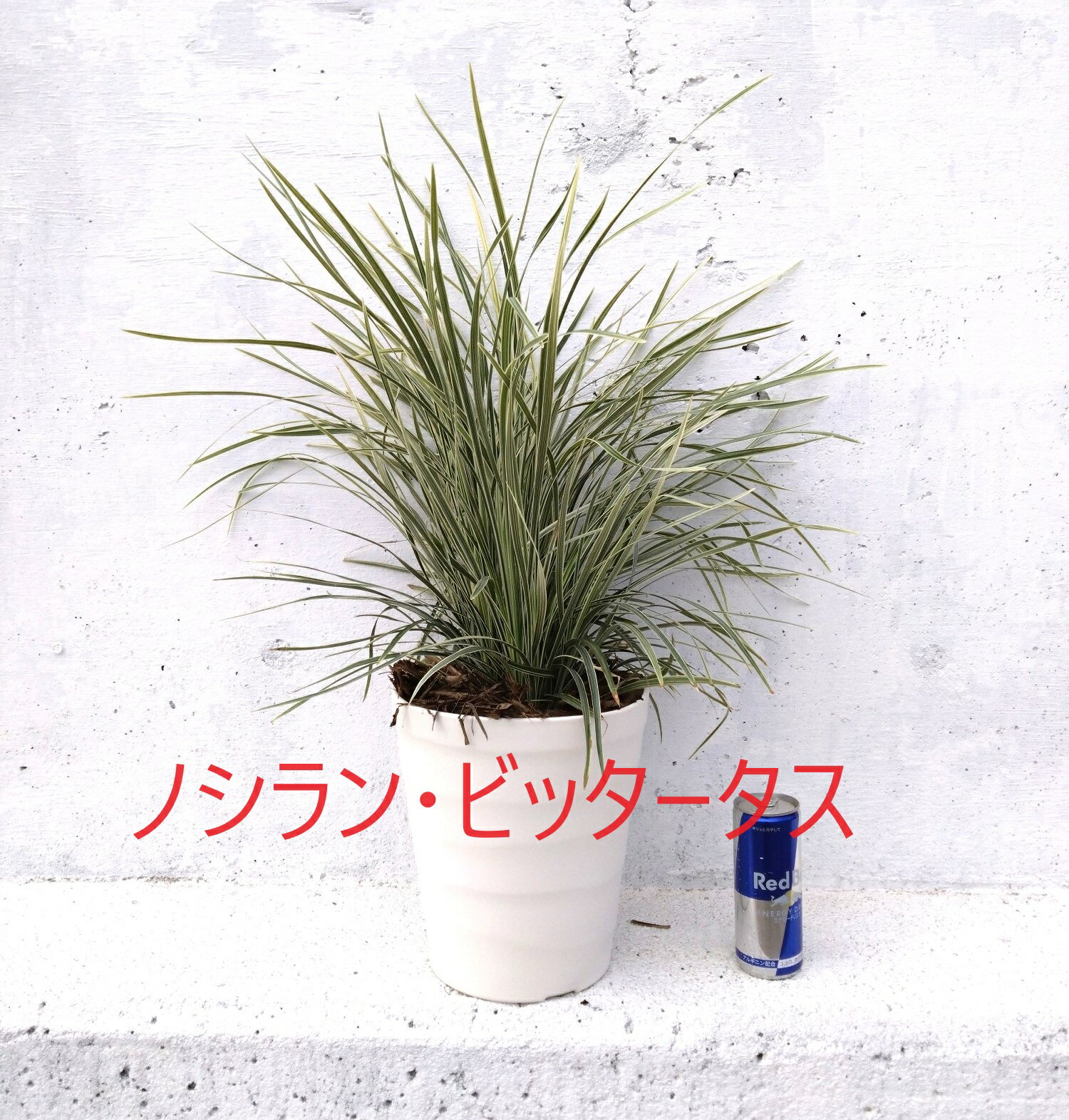 商品説明 21cmpot×1ポットです。 強健で育てやすく育てやすい植物です。 寒冷地などでは葉傷みする場合がございますので室内に入れてお楽しみいただけます。 涼しげな葉がゆらゆら〜日陰でも育ってくれます。 ※植物には個体差がございますので性質等をご理解の上ご利用ください。 生産地 三重県・鈴鹿市 注意事項 植物のためご利用の時期により開花や葉色、落葉(落葉樹・半落葉樹)などの変化がございます。植物の性質等をご理解いただきご利用をお願いいたします。 ※お手元に届いた際には水をたっぷりやっていただきお楽しみくださいませ。 ※全国一律【送料無料】 ※北海道・沖縄・離島の地域へはお届けに日数がかかり商品に傷みが予想されるため対象外とさせていただきます。