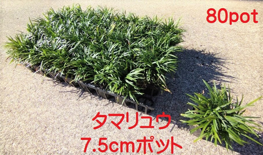玉竜　タマリュウ　たまりゅう 80ポットセット　緑の絨毯　病害虫が少なく育てやすい　苗 　雑草予防に