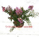 ワイセイ　サルスベリ　赤・白・紫　三色　ミックス　1ポット　成長が遅く毎年花が咲く　矮性百日紅　一才サルスベリ　苗 その1