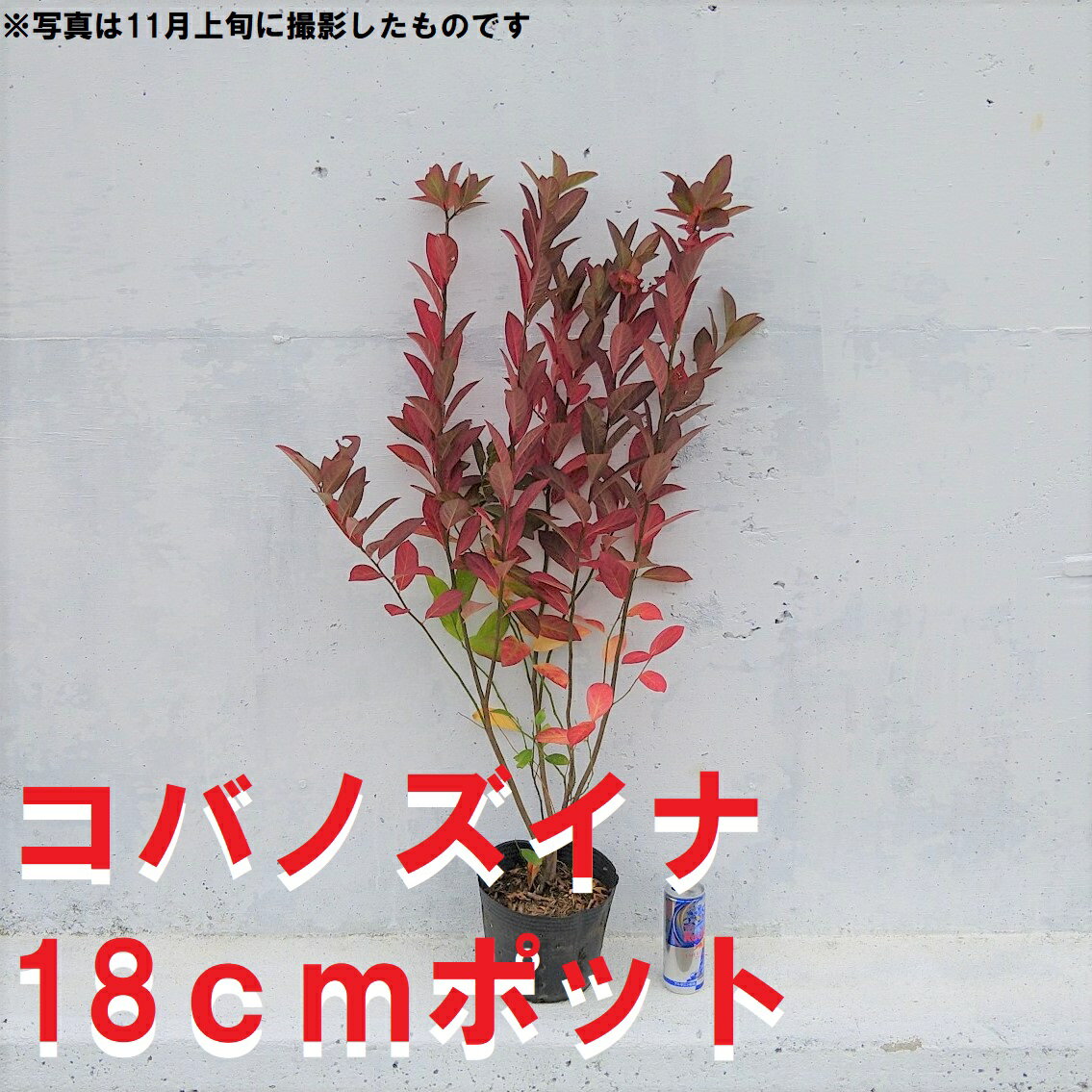 商品説明 18cmpot×1ポットです。高さ鉢底より80cm前後 初夏に白い花を付けほのかに甘い香りがあります。秋には真っ赤に紅葉する葉をお楽しみいただけます。 落葉樹 ※植物には個体差がございますので性質等をご理解の上ご利用ください。 生産地 三重県・鈴鹿市 注意事項 植物のためご利用の時期により開花や葉色、落葉(落葉樹・半落葉樹)などの変化がございます。植物の性質等をご理解いただきご利用をお願いいたします。 ※お手元に届いた際には水をたっぷりやっていただきお楽しみくださいませ。 ※全国一律【送料無料】 ※北海道・沖縄・離島の地域へはお届けに日数がかかり商品に傷みが予想されるため対象外とさせていただきます。