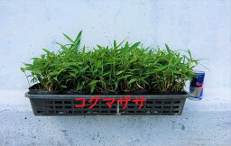 コグマザサ　1ポット　小熊笹　笹 和風のお庭に　苗　ガーデニング　お正月　寄せ植え　門松　盆栽苗