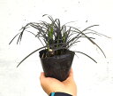 コクリュウ 10.5cmpot 5鉢セット 日向日陰でもよく育つ 珍しいブラックリーフ カラーリーフ 寄せ植えに ボーダーライン 室内でも
