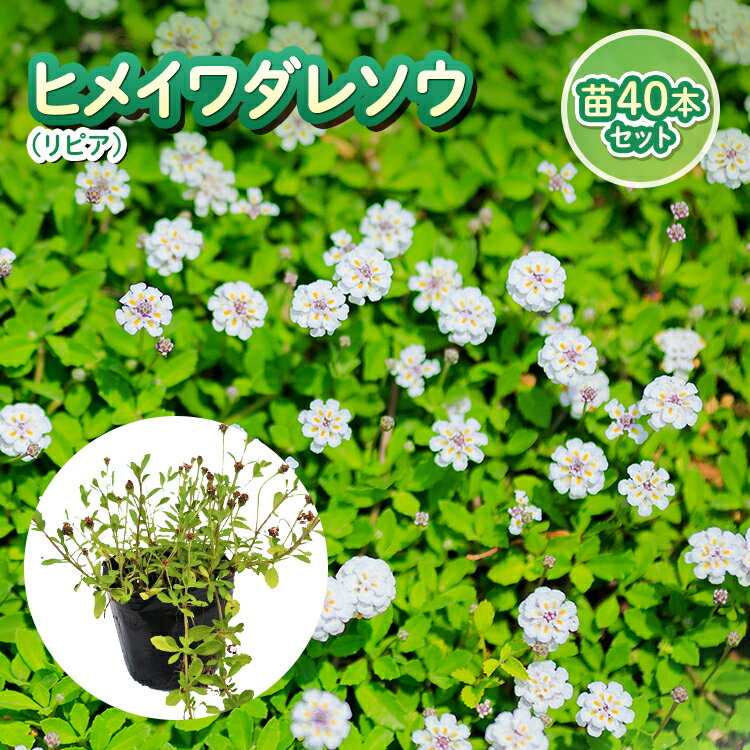 ヒメイワダレソウ 40本セット リピア 除草対策に かわいい金平糖のようなお花 苗 草抑え グランドカバー 荷崩れなし 開花性抜群