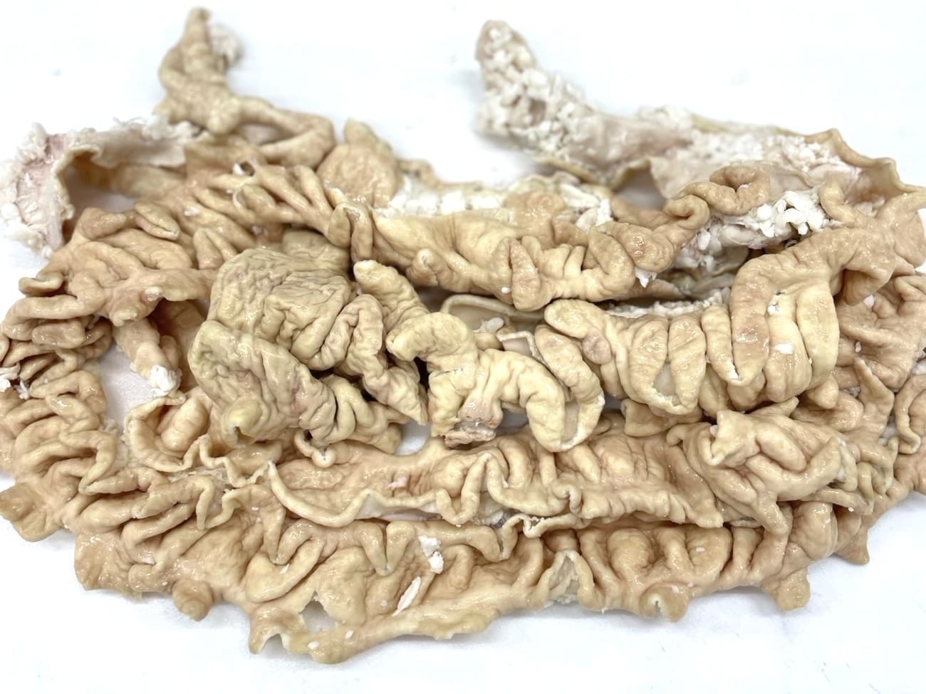 եåաŷԾŹ㤨֡ڿĲʹ񻺡̳ѡˢΥɾʤ¸ˡ4ʲξʤǤݻΤ᥯ءۤǽв٤ƤޤפβǤʤ980ߤˤʤޤ