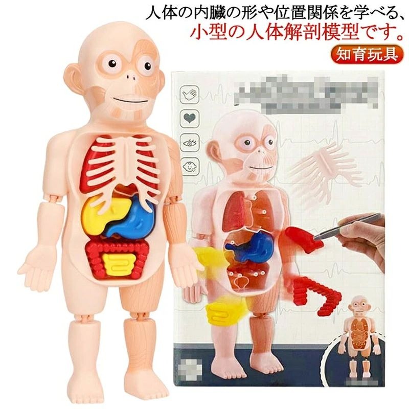 復元パズル 直立 教材 パーツ取り外し可能 復元パズル 教材 解剖学 理科 子ども向け 内臓 組み立て 人体解剖学モデル 臓器 スタンド 知