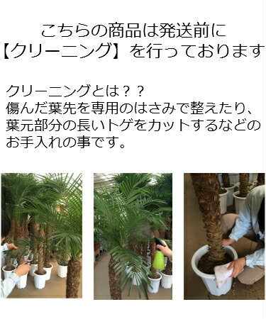 楽天市場 観葉植物 種類 ヤシ科 フェニックスロベレニー 大型観葉植物と造花の専門店gstyle