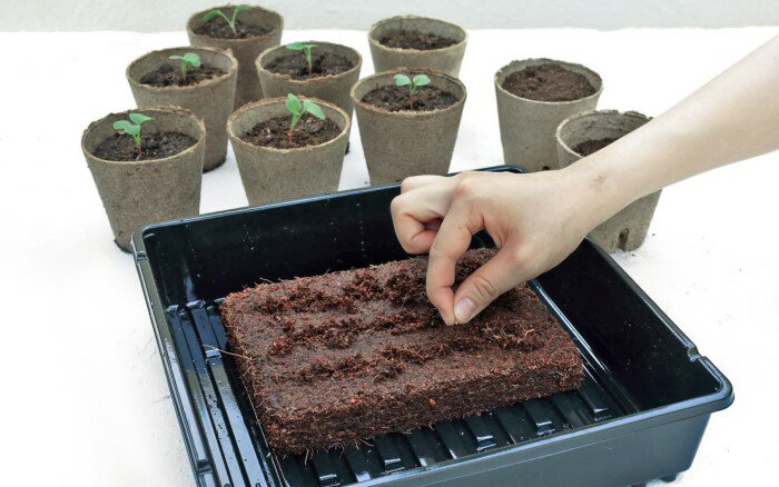 / 送料無料 / サカタのタネ かんたん苗づくりキット （ガーデニング 苗 植物 栽培 ...
