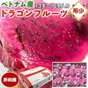 商品情報■商品名：　ベトナム産　ドラゴンフルーツ　赤肉種（レッドピタヤ）　13玉～16玉入り　家庭用（1箱）【出荷日お任せ・指定日不可】希少フルーツ　果物　東南アジア　家庭用　送料無料 ■お届けの目安：　土日祝を除く3〜15日前後の出荷予定【出荷日お任せ・指定日不可】※離島・沖縄は配送不可※収穫によって遅れる場合がございます。 　※収穫状況によって申込締切・配達予定を変更する場合があります。 　※出荷は大阪府の市場より「直送品」となります。 　※お急ぎの方はご注文をご遠慮願います。 ■内容量：　5kg　13玉～16玉入り（1箱） ■原産地：　ベトナム産 ■備考：　気候の影響による生育状況により出荷が遅れる場合があります。保存方法：直射日光・高温多湿の場所をさけて冷蔵で保存して下さい。ベトナム産　ドラゴンフルーツ　赤肉種　13玉～16玉入り ウロコ状の果皮が特徴的なサボテン科のトロピカルフルーツ「ドラゴンフルーツ（ピタヤ）」。 珍しい真っ赤な果肉のレッドピタヤです。 さっぱりした味わいで甘さ控えめ。また、ビタミン、食物繊維なども豊富に含まれています。 そのままデザートに、またサラダに加えるなどにご利用ください。 ※入荷状況によりメーカー、パッケージ変更の場合がございます。あらかじめご了承ください。 商品名 ベトナム産　ドラゴンフルーツ　赤肉種（レッドピタヤ）　13玉～16玉入り　家庭用（1箱）【出荷日お任せ・指定日不可】希少フルーツ　果物　東南アジア　家庭用　送料無料 お届けの目安 土日祝を除く3〜15日前後の出荷予定【出荷日お任せ・指定日不可】※収穫によって遅れる場合がございます。※収穫状況によって申込締切・配達予定を変更する場合があります。 配送に関しまして 送料無料※出荷は大阪府の市場より「直送品」となります。　※離島・沖縄は配送不可 内容量 5kg　13玉～16玉入り（1箱） 原産地 ベトナム産 備考 気候の影響による生育状況により出荷が遅れる場合があります。保存方法：直射日光・高温多湿の場所をさけて冷蔵で保存して下さい。 変更手数料について ◆◆◆【配送業者の「お届け先変更・転送」有料化についてのご案内】◆◆◆ ご注文頂きました内容で「お届け先住所」などのご変更、又は訂正のある場合は、 ご注文後、速やかにご連絡いただけますよう、何卒よろしくお願い申し上げます。 ※産地出荷後に「お届け先変更」、又は「転送」については「別途一般向け送料」がかかることになりました。予めご了承下さいませ。 ※転送された場合、お受取人様に代引きでご請求される運送業者もございますので予めご了承ください。 ※長期不在・又は配送業者の期限でメーカーや農園に戻った場合も往復の送料がかかります。 ※参考片道送料　常温便　⇒　770円〜1300円 ※参考片道送料　クール便　⇒　1250円〜2850円 ※よくあるお問い合わせ例：　引っ越しなどで住所が変わった、相手先の住所を入れ忘れた、住所が間違っていたなど。