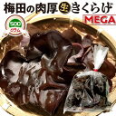 国産 MEGA 生きくらげ 500g|梅田の 少し大きめ肉厚 きくらげ 家庭用 大阪梅田産 1袋 (500グラム) 品種:あらげ きくらげ 木耳 野菜 収穫後 ...